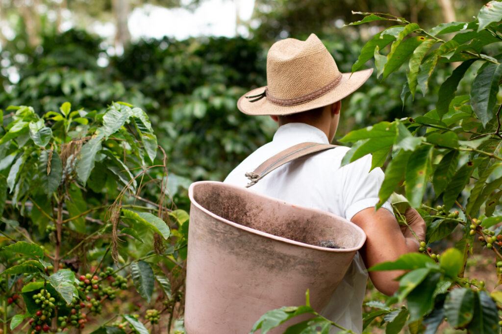 Coffee Farmer