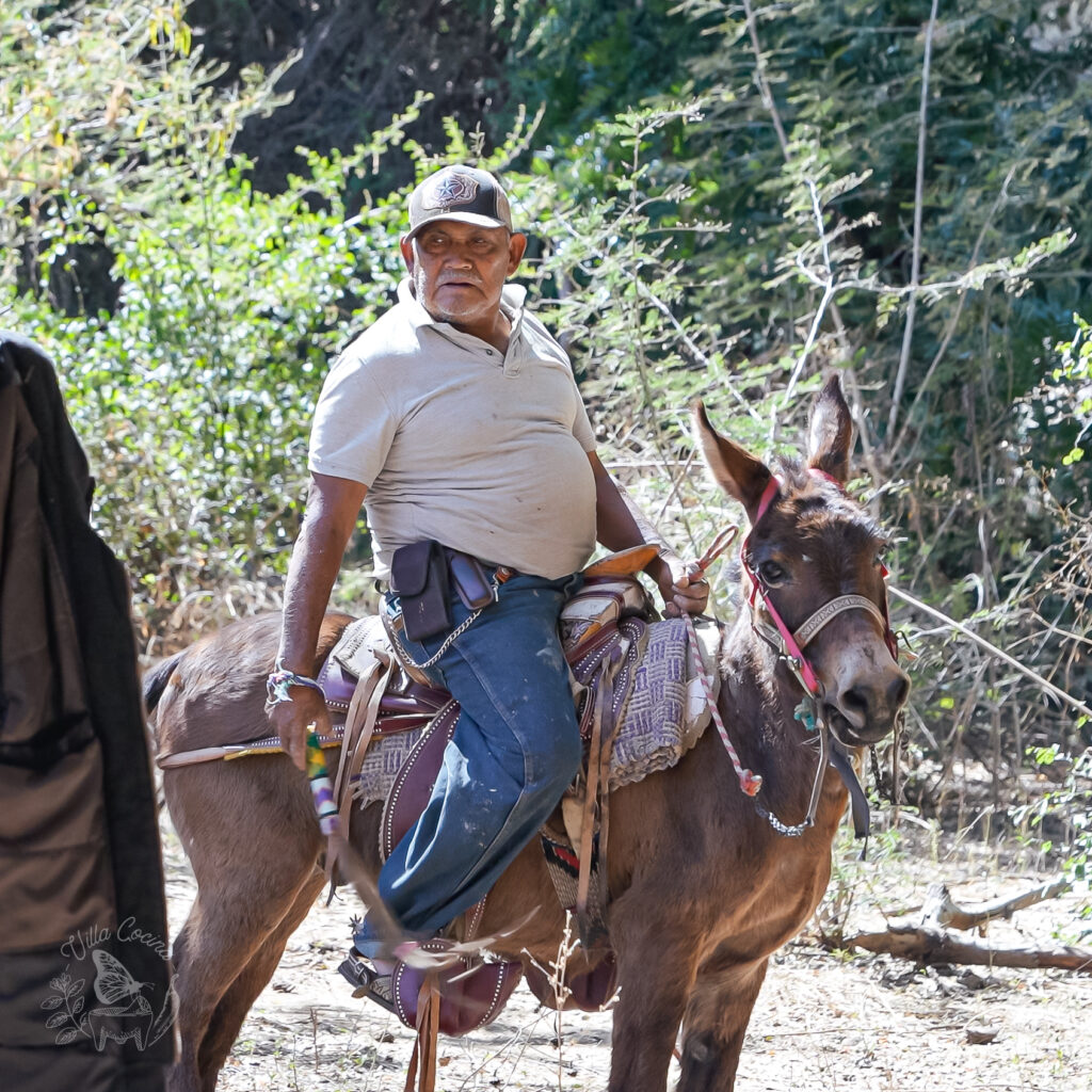 an older man riding a horse mule