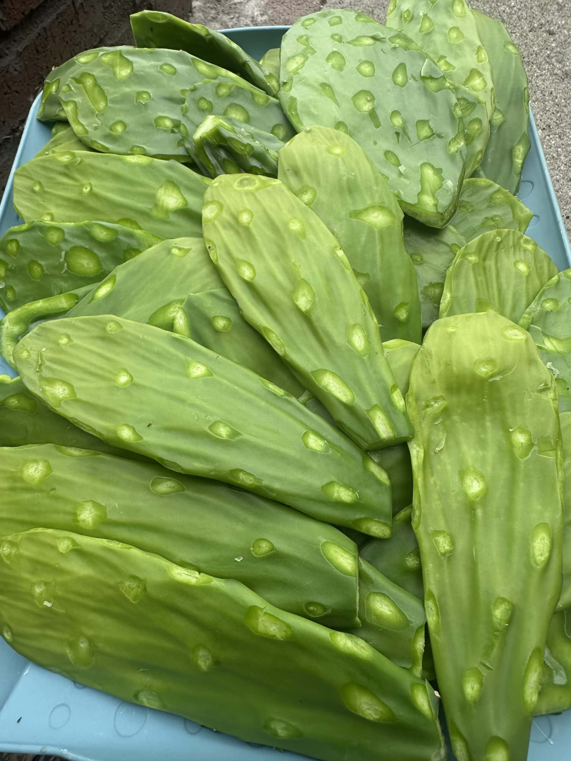 Cleaned Cactus Paddles