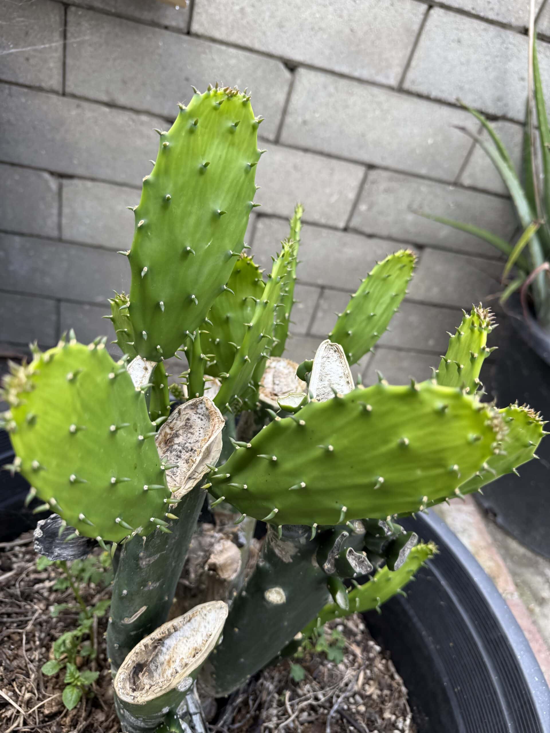 Nopal Plant
