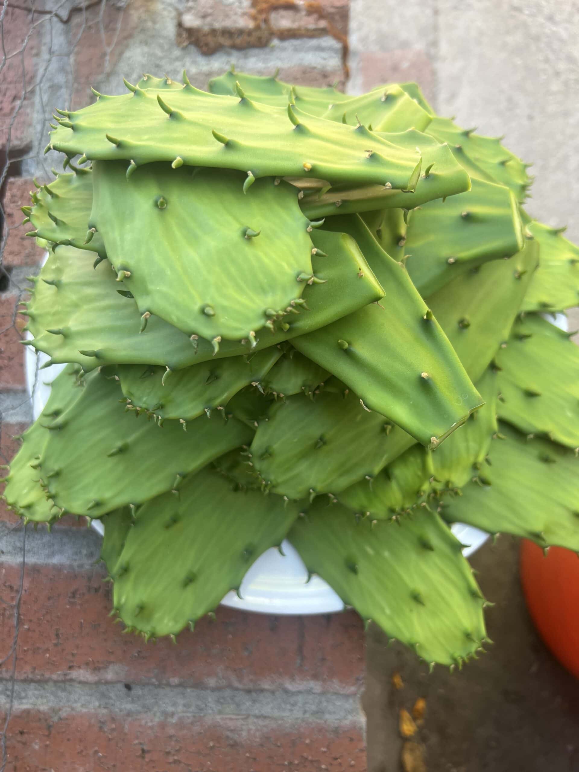 Nopales